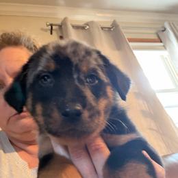 Harl female - Harlequin female Beauceron puppy in Floyd’s Knobs, Indiana from Birdwing Beaucerons