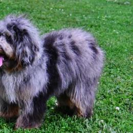 Barb - Aussiedoodle