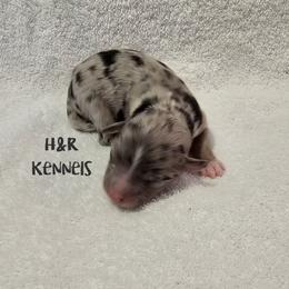Skittles - Blue merle female Toy Australian Shepherd puppy in Luzerne, Iowa from Rouse's Aussies