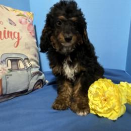 Klinner - Tri-color male Cavapoo puppy in Shipshewana, Indiana from Shelli's Puppies