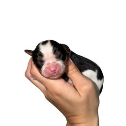 Denim - Tri-color male Cavalier King Charles Spaniel puppy in Gonzales, Texas from Veach Cavaliers & Farm