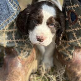 English Springer Spaniel Puppies from Murphy Farms