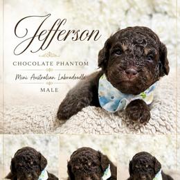 Jefferson - Chocolate male Australian Labradoodle puppy in Taylor, Michigan from Mi Best Doodle Ever, LLC