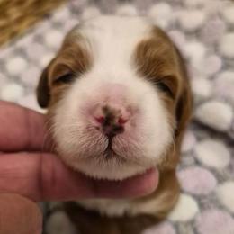 LR- Pink Girl - Red  female Goldendoodle puppy in Lewisville, Texas from Texas Goldendoodle Lovers
