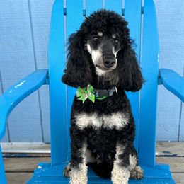 Dansie - Poodle