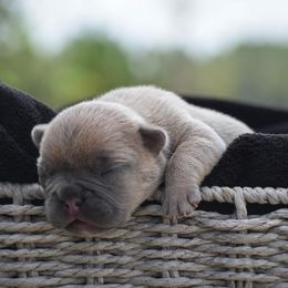 French Bulldog Puppies from ImAgem Frenchies