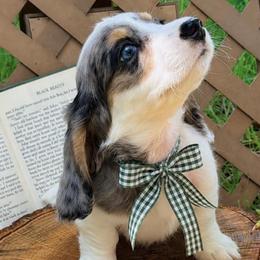 Buckaroo   4000 - Piebald male Dachshund puppy in Hendersonville, North Carolina from Snarky Doxy Miniature Dachshunds