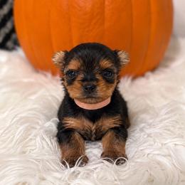 Sugar (Tiny)  (apricot collar) - Black and tan female Yorkshire Terrier puppy in Selden, New York from Alisha's Yorkshire Terriers