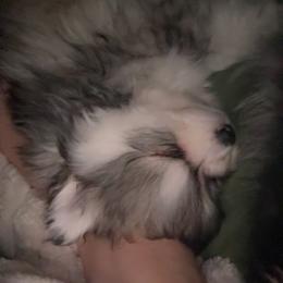 Pomsky Puppies from Nehalem Pomskies