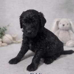 Eddie Munson - Black male Bernedoodle puppy in Bennett, Colorado from Darling Paws, LLC