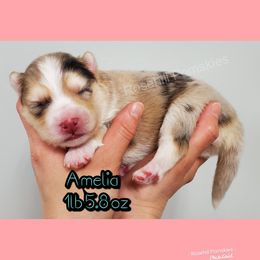 Girl 4 - Pomsky puppy in Springfield, Illinois from Rosehill Pomskies