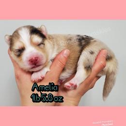 Girl 4 - Pomsky puppy in Springfield, Illinois from Rosehill Pomskies