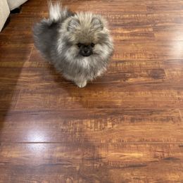 Pomeranian Puppies from Angelina Shishko