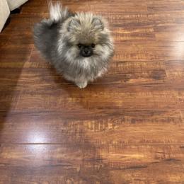 Pomeranian Puppies from Angelina Shishko