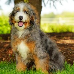 Sheryl - Bernedoodle