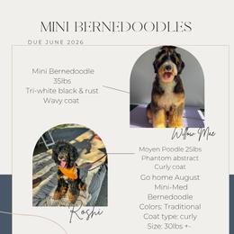 Bernedoodle puppies from Adventure Doodles Club
