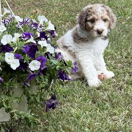 Reba - Red merle female Aussiedoodle puppy in Lavonia, Georgia from H & A Kennels