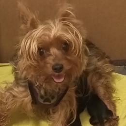 Gina - Black and tan female Yorkshire Terrier puppy in Potomac, Maryland from Fabiana's Yorkshire Terriers
