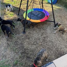 Greyhound Puppies from ARK Kennels