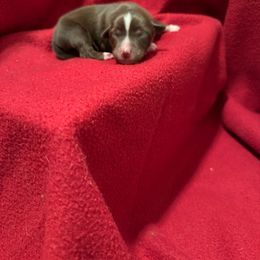 Girl 2 - Toy Australian Shepherd puppy from Chapman's Aussies