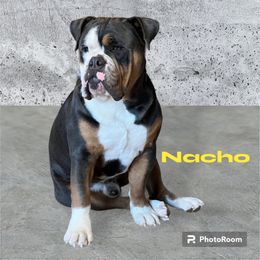 Nacho - Olde English Bulldogge