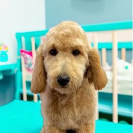 Yellow - Apricot male Goldendoodle puppy in Terre Haute, Indiana from Gucci's Goldendoodles