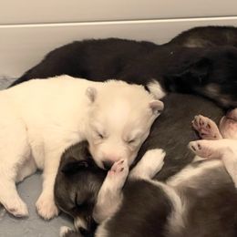 Siberian Husky Puppies from OAZS Pups