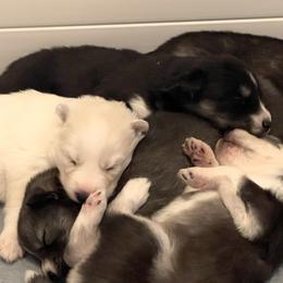 Siberian Husky Puppies from OAZS Pups