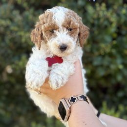 Red collar - Parti female Goldendoodle puppy in Fontana, California from Grammy's Puppy Love doodles and poodles