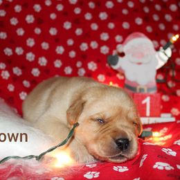 Brown - Yellow male Labrador Retriever puppy in Parma, Idaho from Campbell Valley Labradors
