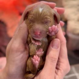 Green - Red male Cavapoo puppy in Arlington, Texas from Van Haselen Poodles and Doodles