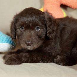 Athena - Red female Aussiedoodle puppy in Colonial Beach, Virginia from Bristol Mine Kennels