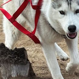 Siberian Huskies from Canyon Creek Siberian
