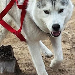 Siberian Huskies from Canyon Creek Siberian