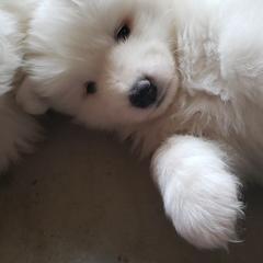 Samoyed Puppies from Ancient Dream Samoyeds