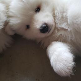 Samoyed Puppies from Ancient Dream Samoyeds