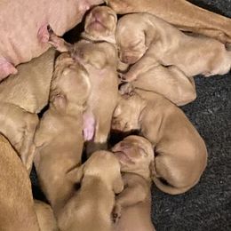 Girl 2 - Vizsla puppy in Riverview, Indiana from Kismet Vizslas