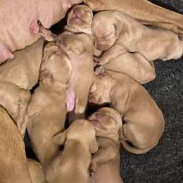 Girl 2 - Vizsla puppy in Riverview, Indiana from Kismet Vizslas