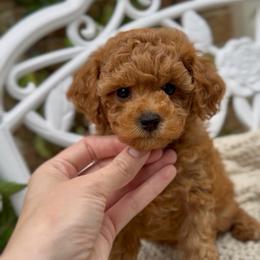 Mochi - Red male Cavapoo puppy in Arlington, Texas from Van Haselen Poodles and Doodles
