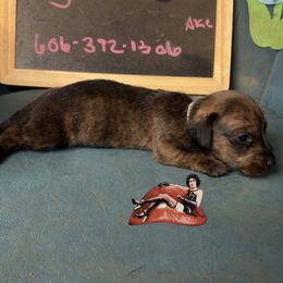 Rocky - Brindle female Dachshund puppy in Livingston, Kentucky from Illyria Dox & GSD