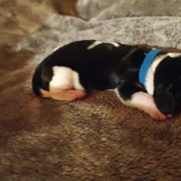 Blue boy - Black white and brown male Basset Hound puppy in Santa Rosa, California from Redwood Coast bassetts