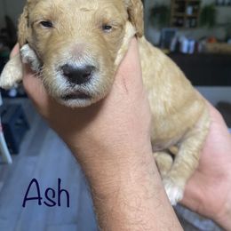 Goldendoodle Puppies from The Poodle Plantation