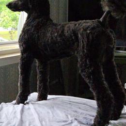 Sassafrass - Poodle