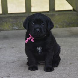 Labrador Retriever Puppies from ReiMur Labradors