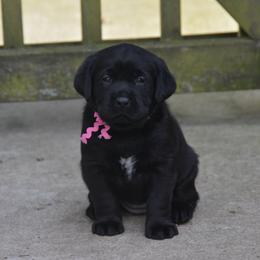 Labrador Retriever Puppies from ReiMur Labradors