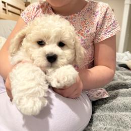 Scout - White and cream male Bichon Frise puppy in Clackamas, Oregon from Bonnie Maes' Bichon Frise Puppies