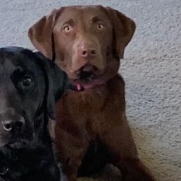 Labrador Retrievers from Rogers Labs