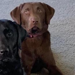 Labrador Retrievers from Rogers Labs