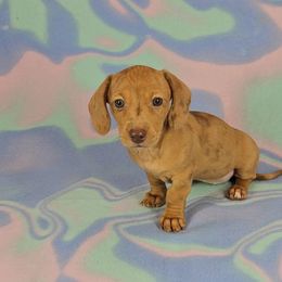 Dachshund Puppies from Newbern's Nuggets