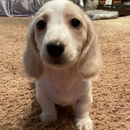 Duke - Piebald male Dachshund puppy in Norman, Oklahoma from Country Chapel Dachshunds